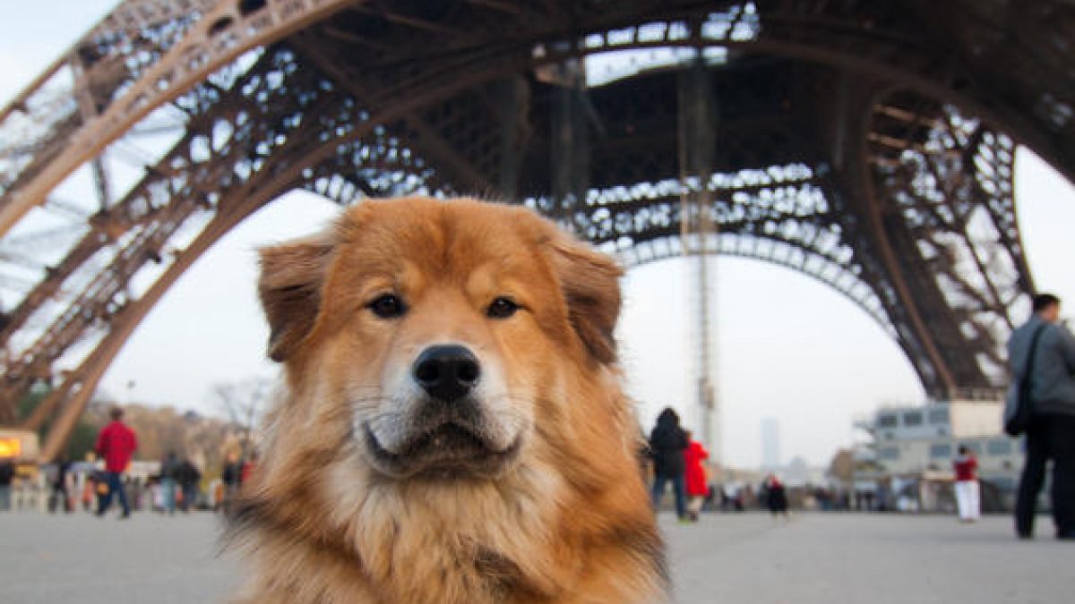 los perros pueden viajar en el metro de paris