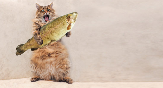 Rue du ChatquiPêche, la rue la plus étroite de Paris PARISCityVISION