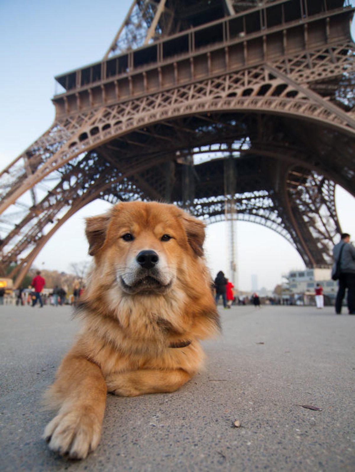 is paris dog friendly