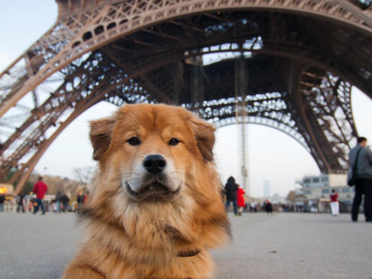 Pet Friendly Paris: Things to do in Paris with your Dog – Dont